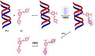 Graphical abstract: Interaction of a hemicyanine dye and its derivative with DNA and cucurbit[7]uril