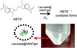 Graphical abstract: Effective encapsulation of laccase in an aluminium silicate nanotube hydrogel