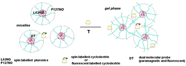 Graphical abstract: The influence of hydroxy propyl β-cyclodextrin on the micellar to gel transition in F127 solutions investigated at macro and nanoscale levels