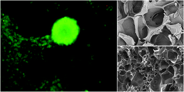Graphical abstract: One-pot synthesis of superabsorbent hybrid hydrogels based on methacrylamide gelatin and polyacrylamide. Effortless control of hydrogel properties through composition design