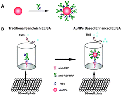 Graphical abstract: Gold nanoparticle-based enhanced ELISA for respiratory syncytial virus