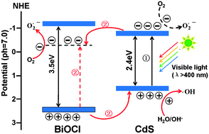 Graphical abstract: Efficient visible light photocatalytic activity of CdS on (001) facets exposed to BiOCl