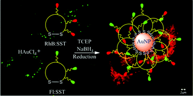 Graphical abstract: A multicolor fluorescent peptide–nanoparticle scaffold: real time uptake and distribution in neuronal cells