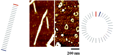 Graphical abstract: Adsorption and self-assembly of a ferrocene d- and l-nonapeptide disulfide onto gold and mica substrates