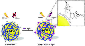 Graphical abstract: Optical chemosensors for Hg2+ from terthiophene appended rhodamine derivatives: FRET based molecular and in situ hybrid gold nanoparticle sensors