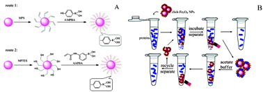 Graphical abstract: Boronic acid functionalized magnetic nanoparticles via thiol–ene click chemistry for selective enrichment of glycoproteins