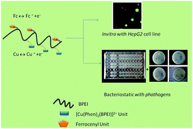 Graphical abstract: Ferrocenyl methylene units and copper(ii) phenanthroline complex units anchored on branched poly(ethyleneimine) – DNA binding, antimicrobial and anticancer activity