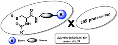 Graphical abstract: Synthesis of l-cysteine-based boron compounds and their evaluation as proteasome inhibitors