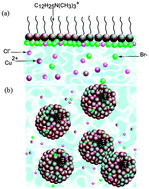 Graphical abstract: Probing the self-aggregation behavior and counter ion distribution of a copper surfactant complex