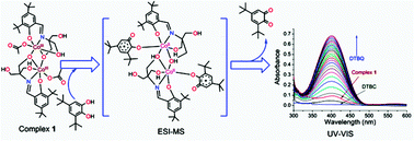 Graphical abstract: The synthesis, characterization and catecholase activity of dinuclear cobalt(ii/iii) complexes of an O-donor rich Schiff base ligand