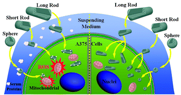 Graphical abstract: The shape effect of mesoporous silica nanoparticles on intracellular reactive oxygen species in A375 cells