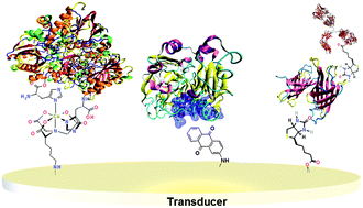 Graphical abstract: Supramolecular immobilization of bio-entities for bioelectrochemical applications