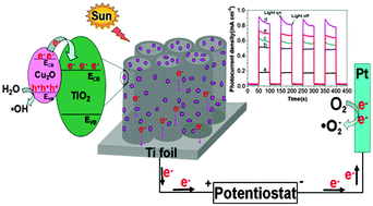 Graphical abstract: Enhanced visible-light photoelectrochemical behaviour of heterojunction composite with Cu2O nanoparticles-decorated TiO2 nanotube arrays