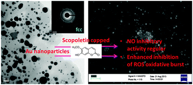 Graphical abstract: The anti-inflammatory properties of Au–scopoletin nanoconjugates