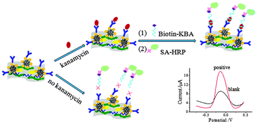 Graphical abstract: A novel sandwich-type electrochemical aptasensor for sensitive detection of kanamycin based on GR–PANI and PAMAM–Au nanocomposites