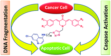 Graphical abstract: C5-curcuminoid-4-aminoquinoline based molecular hybrids: design, synthesis and mechanistic investigation of anticancer activity