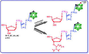 Graphical abstract: Nucleoside bearing boron clusters and their phosphoramidites – building blocks for modified oligonucleotide synthesis