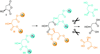 Graphical abstract: Convergent synthesis of degradable dendrons based on l-malic acid