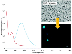 Graphical abstract: Evidence of oriented attachment in the growth of functionalized ZnTe nanoparticles for potential applications in bio-imaging