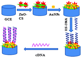Graphical abstract: A label-free electrochemistry biosensor based flower-like 3-dimensional ZnO superstructures for detection of DNA arrays