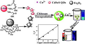 Graphical abstract: Preparation of novel magnetic and fluorescent CS–Fe3O4@CdSeS nanoparticles for simultaneous removal and optical determination of trace copper ions