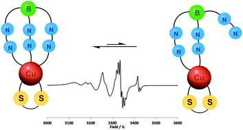 Graphical abstract: Copper hydrotris(3,5-diphenylpyrazolyl)borate dithiocarbamates: mimicking green copper proteins