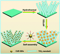 Graphical abstract: Assembly of a CdS quantum dot–TiO2 nanobelt heterostructure for photocatalytic application: towards an efficient visible light photocatalyst via facile surface charge tuning