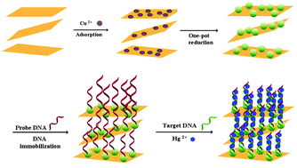 Graphical abstract: One-step synthesis of porous cuprous oxide microspheres on reduced graphene oxide for selective detection of mercury ions