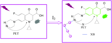 Graphical abstract: Mechanism and application of halogen bond induced fluorescence enhancement and iodine molecule cleavage in solution