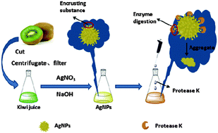 Graphical abstract: Rapid and convenient synthesis of stable silver nanoparticles with kiwi juice and its novel application for detecting protease K