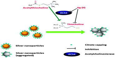 Graphical abstract: Acetylcholinesterase inhibition-based colorimetric determination of Hg2+ using unmodified silver nanoparticles