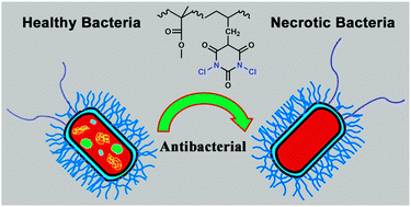 Graphical abstract: Synthesis and bactericidal evaluation of imide N-halamine-loaded PMMA nanoparticles