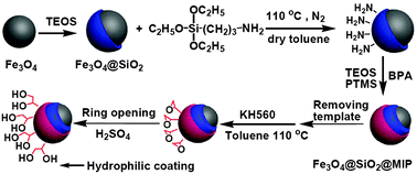 Graphical abstract: Layer-by-layer fabrication of restricted access media-molecularly imprinted magnetic microspheres for magnetic dispersion microextraction of bisphenol A from milk samples