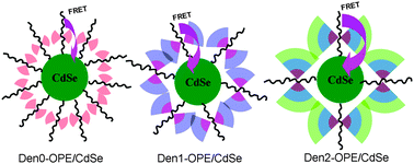 Graphical abstract: Facilely controlling the Förster energy transfer efficiency of dendron encapsulated conjugated organic molecular wire–CdSe quantum dot nanostructures