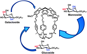 Graphical abstract: Diastereoselective recognition of α-mannoside by hemicryptophane receptors