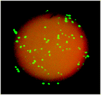 Graphical abstract: A bacteriophilic resin, synthesis and E. coli sequestration study