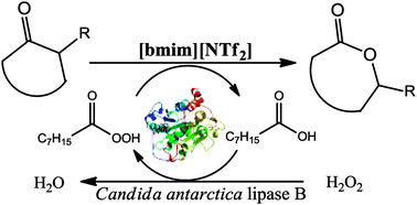 Graphical abstract: Chemo-enzymatic Baeyer–Villiger oxidation in the presence of Candida antarctica lipase B and ionic liquids