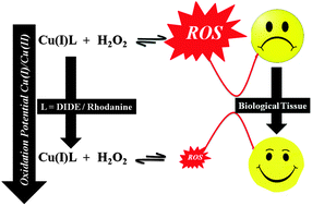 Graphical abstract: Targeting copper induced oxidative damage to proteins by ligation: a novel approach towards chelation therapy for oxidative stress disorders