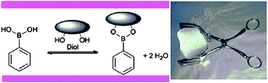 Graphical abstract: Synthesis and NMR and mass spectrometric study of ammonioacetohydrazones of formylphenylboronic acids as novel ionic prospective sugar receptors