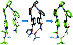 Graphical abstract: The role of N-terminal proline in stabilizing the Ant–Pro zipper motif