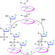 Graphical abstract: Copper and zinc complexes of a diaza-crown ether as artificial nucleases for the efficient hydrolytic cleavage of DNA