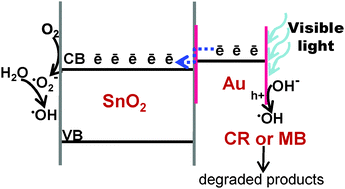 Graphical abstract: Visible light-induced enhanced photoelectrochemical and photocatalytic studies of gold decorated SnO2 nanostructures