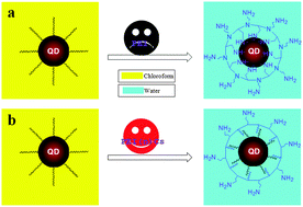 Graphical abstract: The enhanced fluorescence properties & colloid stability of aqueous CdSe/ZnS QDs modified with N-alkylated poly(ethyleneimine)