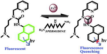 Graphical abstract: Selective chemosensing of spermidine based on fluorescent organic nanoparticles in aqueous media via a Fe3+ displacement assay