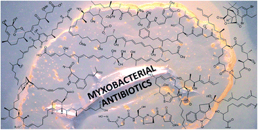 Graphical abstract: Antibiotics from myxobacteria