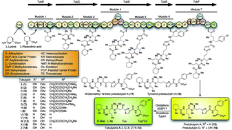 Graphical abstract: Chemistry and biology of tubulysins: antimitotic tetrapeptides with activity against drug resistant cancers