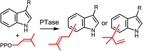 Graphical abstract: Mechanistic studies on the indole prenyltransferases