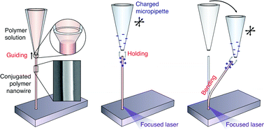 Graphical abstract: Light propagation in conjugated polymer nanowires decoupled from a substrate