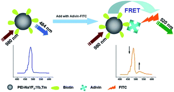 Graphical abstract: NaYF4:Yb,Tm nanocrystals and TiO2 inverse opal composite films: a novel device for upconversion enhancement and solid-based sensing of avidin
