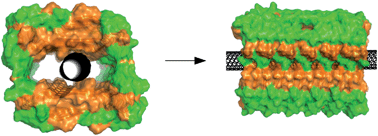 Graphical abstract: The Aβ peptide forms non-amyloid fibrils in the presence of carbon nanotubes